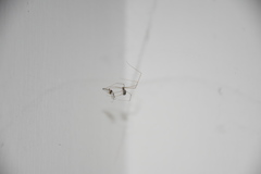 Holocnemus pluchei