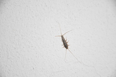 Ctenolepisma lineatum