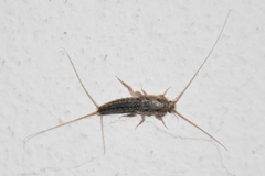 Ctenolepisma lineatum