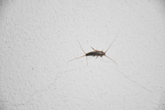 Ctenolepisma lineatum