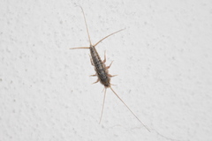 Ctenolepisma lineatum