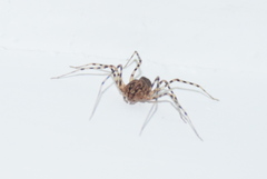 Scytodes thoracica
