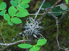 Exobasidium parvifolii