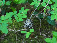 Exobasidium parvifolii