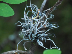 Exobasidium parvifolii