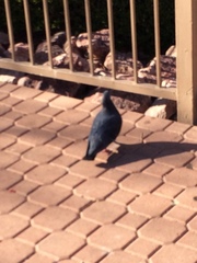 Columba livia domestica