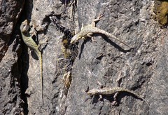 Pseudocordylus langi