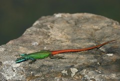 Platysaurus orientalis