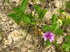 Ipomoea pes-caprae