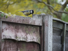 Parus major