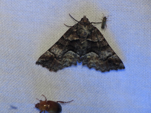 Gastrina cristaria