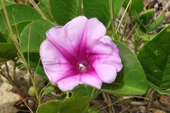Ipomoea pes-caprae