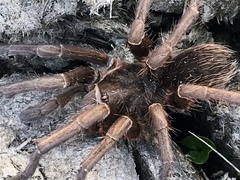 Acanthoscurria cordubensis