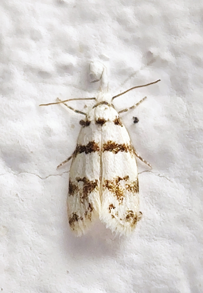 Symmocinae