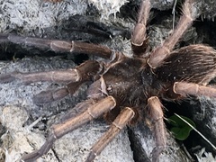 Acanthoscurria cordubensis