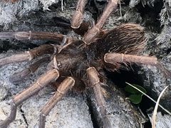 Acanthoscurria cordubensis
