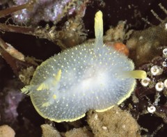 Acanthodoris hudsoni