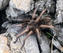 Acanthoscurria cordubensis