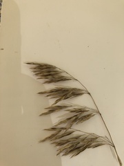 Bromus secalinus