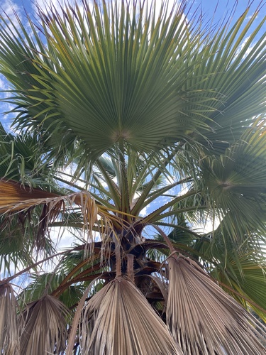 photo of California Fan Palm (Washingtonia filifera)