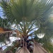 photo of California Fan Palm (Washingtonia filifera)