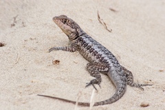 Tropidurus torquatus