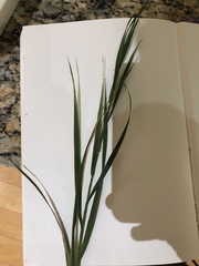 Bromus secalinus