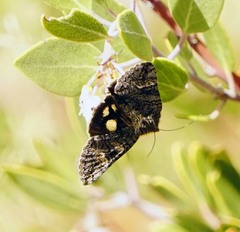 Litocala sexsignata