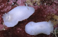 Aldisa albomarginata