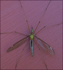 Leptotarsus albistigma