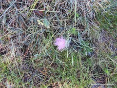 Jurinea humilis