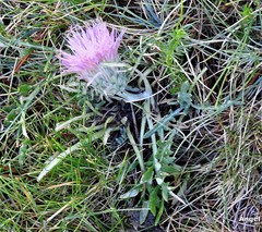 Jurinea humilis