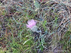 Jurinea humilis