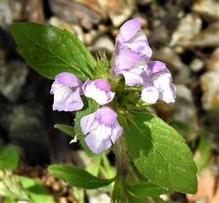 Galeopsis ladanum