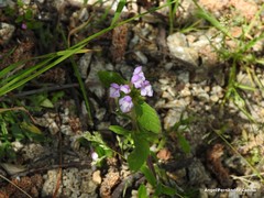 Galeopsis ladanum