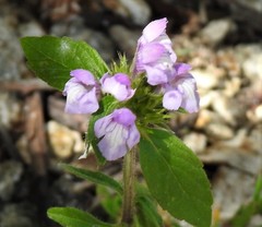 Galeopsis ladanum