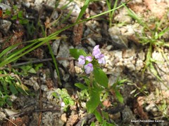 Galeopsis ladanum