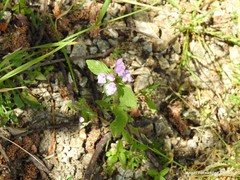 Galeopsis ladanum