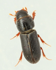 Pleurophorus caesus
