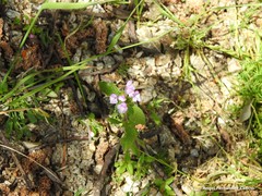 Galeopsis ladanum