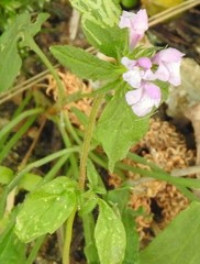 Galeopsis ladanum
