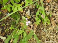 Galeopsis ladanum