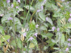 Galeopsis ladanum