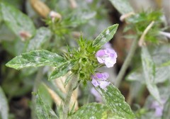 Galeopsis ladanum