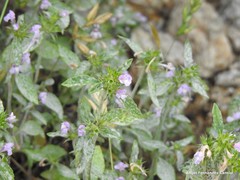 Galeopsis ladanum