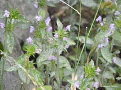 Galeopsis ladanum