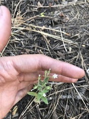 Allophyllum integrifolium