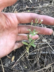 Allophyllum integrifolium