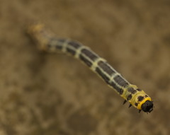 Epobeidia tigrata tigrata