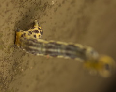 Epobeidia tigrata tigrata